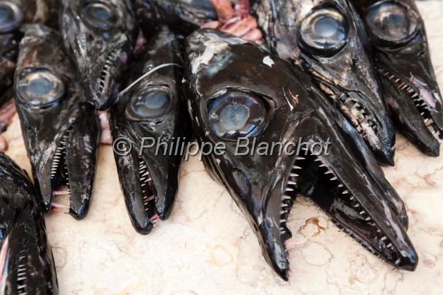 madere 10.JPG - Têtes de sabre noir, Aphanopus carbo (espada), Mercado dos lavradores, Funchal, Madère, Portugal